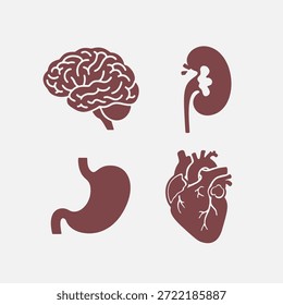 Ilustraciones estilizadas de órganos internos humanos vitales para estudio anatómico y visualización médica