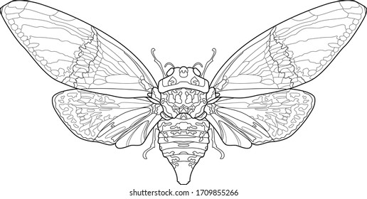 Stylized image of a Cicada. Vector illustration.