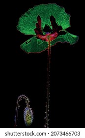 Stylized image of   poppy flower at   black background