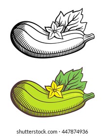 Stylized image of zucchini with leaf and flower. Vector, isolated on white. Outline and colored version