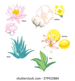 Stylized images of plants