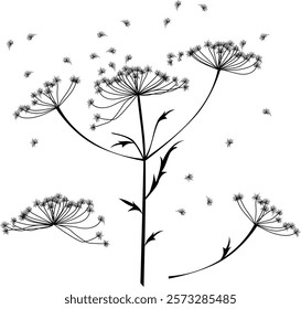 stylized inflorescences of hogweed, umbrella plant, vector clipart