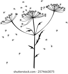 stylized inflorescences of hogweed, umbrella plant, vector clipart