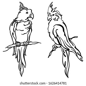 Stylized ink drawing of cockatoo tropical bird, sitting on the tree. Wildlife african and americain nature. Realistic ink sketch. Black and white, isolated. Vector stock illustration.