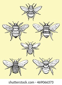 Stylized insects. Collection of flies. Line art. Black and white drawing by hand. Seth ornamental insects. Wasp. Bumblebee. Hornet. Doodle. Tattoo.