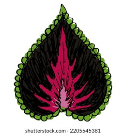 Stylized leaf of Coleus scutellarioides plant. Hand drawn sketch. Isolated vector illustration. Heart shape floral design.