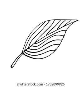 Hoja estilizada de un árbol.Ilustración vectorial botánica.Tinta de dibujo en el estilo de Doodle. Objeto aislado sobre un fondo blanco. Elementos decorativos para el diseño primaveral y veraniego, bodas.