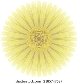 A stylized light yellow daisy, close up.