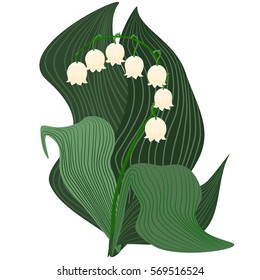 Stylized lily of the valley illustration. White and light beige colored bell flowers with covering green leaves isolated on white background.