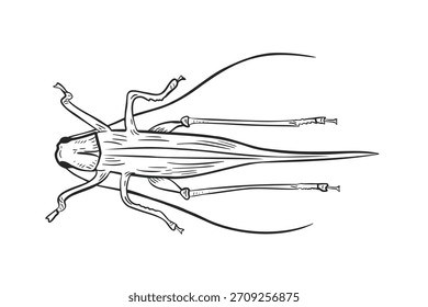 Stylized long horned grasshopper vector outline illustration. Black and white bug cricket sketch for insect identification, nature study, or educational material. Suborder orthoptera graphic line art.