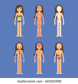 Stylized male body anatomy chart women - vector