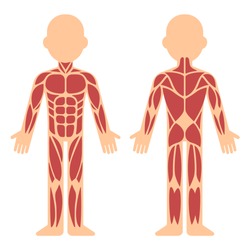 Human Body Parts including HEAD, ARM, LEG, hair, face, ear, neck