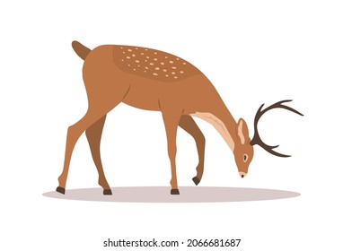 Stylized noble sika deer. Grazing reindeer with antlers on white background. Ruminant mammal animal. Vector illustration in flat cartoon style.