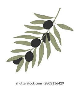 Stylized olive branch showing cluster of ripe dark fruit and narrow elongated leaves on thin stem, flat muted green palette on white background