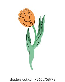 Stylized orange tulip illustration. Wavy green leaves in modern minimalist design. Botanical artwork for wall art, invitation, greeting card, floral branding. Vector illustration in flat elegant style