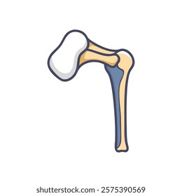 Stylized Overview of Humerus Anatomy