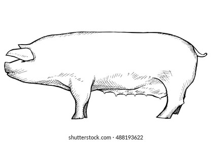 Stylized pig. Graphic arts. Farm. Animal. Line art. Drawing by hand. Doodle. Tattoo.