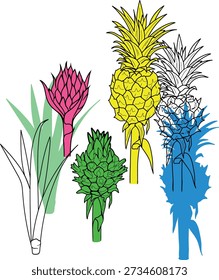 stilisierte Ananaspflanze (Ananas comosus) einzeln auf weißem Hintergrund