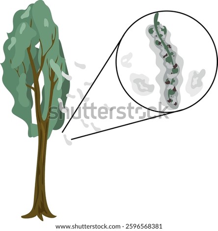 Stylized poplar tree with poplar seed tuft isolated on white background