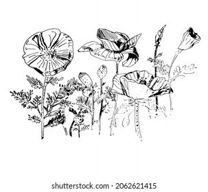 Stylized poppy flowers 2d vector drawing,
ink drawn illustration