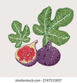 Stylized Purple Fig with Bright Red Pulp and Leaves and Paint Splash Texture Modern Flat Botanical Illustration Minimal Fruit Clipart for Packaging Poster Textile Print and Organic Food Design