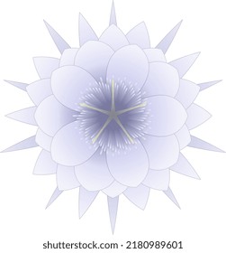 A Stylized Queen Of The Night Flower, Not Completely Accurate (more Petals Than Normal).
Vector.