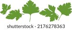 Stylized in a realistic manner image of coriander leaves. Laconic stylization for your logboard, menu or showcase vector 3-dimensional illustration made on a white background.