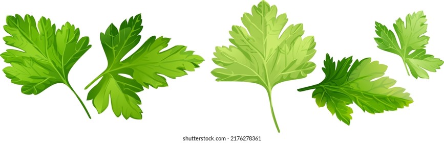 Stylized in a realistic manner image of coriander leaves. Laconic stylization for your logboard, menu or showcase vector 3-dimensional illustration made on a white background.