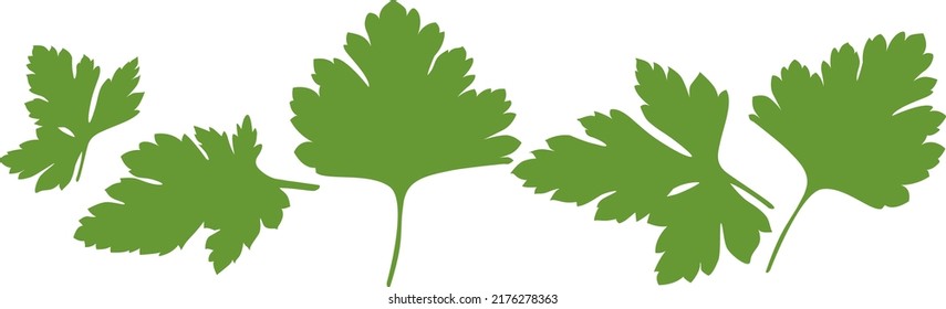 Stylized in a realistic manner image of coriander leaves. Laconic stylization for your logboard, menu or showcase vector 3-dimensional illustration made on a white background.