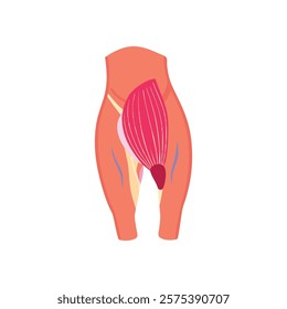 Stylized Representation of Gluteus Medius Muscle Anatomy