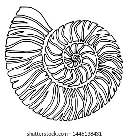 stylized shell in black and white, isolate