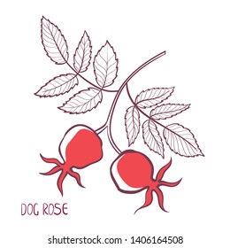 Stylized sketch of a rosehip branch with leaves and berries. Isolated. Hand-drawn vector.