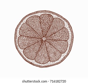 A stylized slice of citrus fruit in zentangle style. Hand-drawn lemon slice isolated at white background. Pattern for adult coloring book. Brown and white vector sketch. Line art.