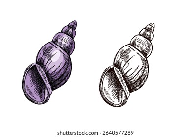 Stylized spiral sea shell in soft purple and monochrome variants. Vintage hand drawn illustration perfect for beach decor, marine designs, packaging, summer prints, educational materials and more.