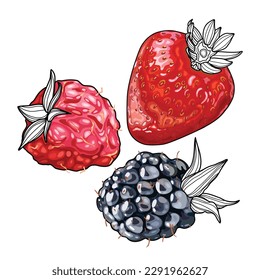 Stylized summer berries. Ripe strawberry, raspberry, blackberry. Sticker, logo, emblem, print, advertising material. Vector illustration.