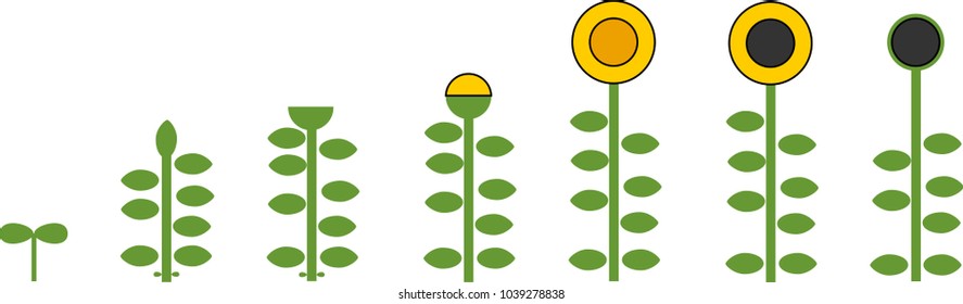 Stylized sunflower life cycle. Growth stages from seed to flowering and fruit-bearing plant
