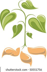 Stylized Sweet Potato Plant