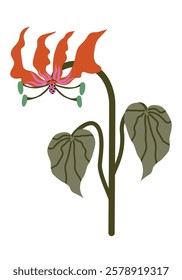 Stylized tropical Flame Lily orange color with stamen. Exotic hand-drawn flower Gloriosa Superba. Vector illustration isolated for fashion prints, wallpapers, decorative elements