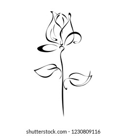 stylized Tulip flower with leaf in black lines on white background