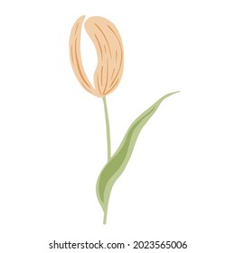 Stylized Tulip pink isolated on white background.Spring flower in doodle style for any purpose. Vector illustration.