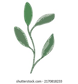 Stylized vector branch illustration. Botanical sketch.