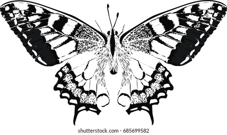 Stylized vector butterfly - abstract vector art 