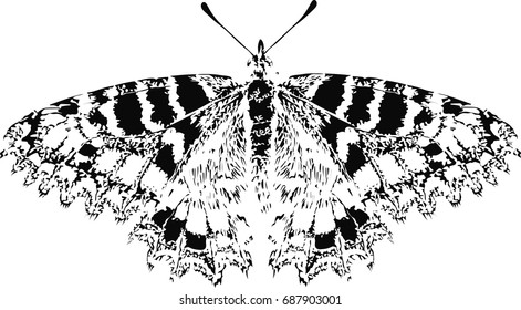 Stylized vector butterfly - abstract vector art 