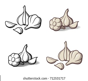 Stylized vector illustration of garlic, outline and colored version