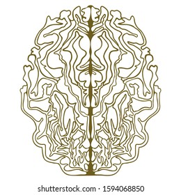 Stylized vector illustration of human brain. Isolated on white.