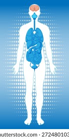 Stilisierte Vektorgrafik der menschlichen Silhouette mit hervorgehobenen inneren Organen und Gehirn auf blauem Hintergrund