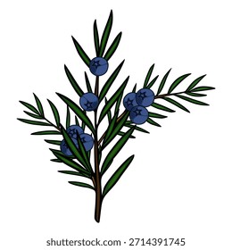 Stylized vector illustration of a juniper branch with blue berries and green needles, featuring bold outlines and a clean, modern aesthetic.