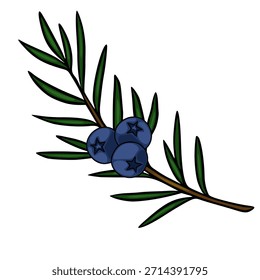 Ilustración vectorial estilizada de una rama de enebro con tres bayas azules maduras y hojas en forma de aguja de color verde oscuro, aisladas sobre un fondo blanco.