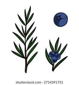 Ilustración vectorial estilizada de ramas de enebro con bayas y una sola baya, mostrando un estilo limpio y gráfico con contornos audaces y colores planos.