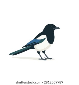 A stylized vector illustration of a magpie bird with black and white plumage standing on a plain white surface